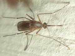 Culex quinquefasciatus