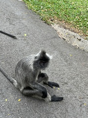 Trachypithecus cristatus