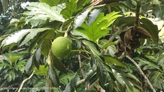 Artocarpus camansi