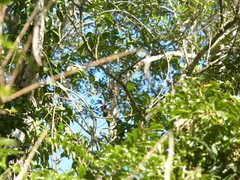 Campephilus robustus