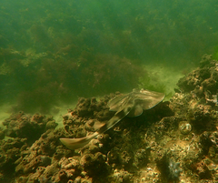 Trygonorrhina dumerilii