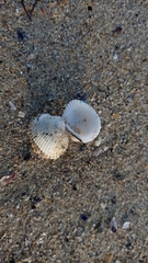 Anadara kagoshimensis