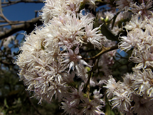 River Bittertea