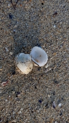 Anadara kagoshimensis