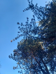 Pinus wallichiana