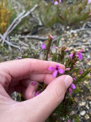 Tetratheca ericifolia