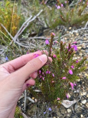 Tetratheca ericifolia