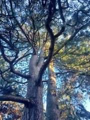 Pinus wallichiana