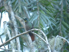 Heliodoxa rubricauda