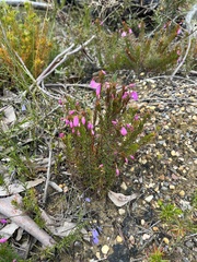 Tetratheca ericifolia