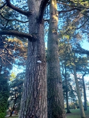 Pinus wallichiana