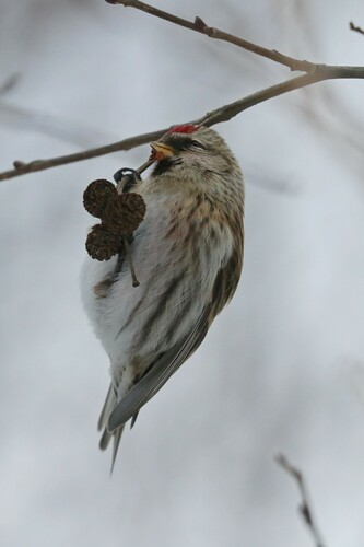 Redpolls