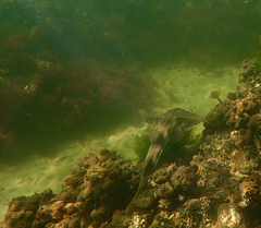 Trygonorrhina dumerilii