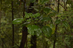 Clerodendrum floribundum