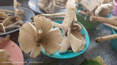 Termitomyces microcarpus