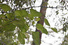 Clerodendrum floribundum