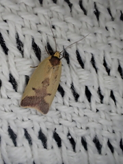 Heliocausta oecophorella