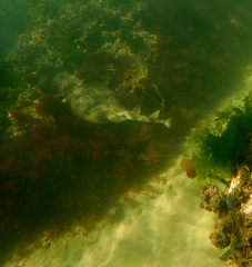 Trygonorrhina dumerilii