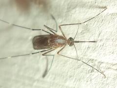 Culex quinquefasciatus