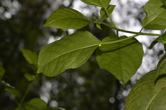 Clerodendrum floribundum