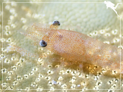 Zenopontonia soror
