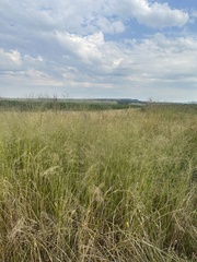Panicum schinzii