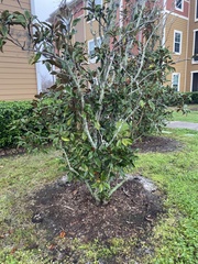Magnolia grandiflora