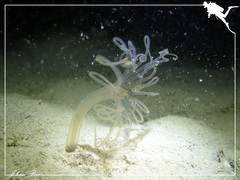 Isarachnanthus