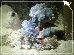 Camposcia retusa