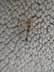 Stathmopoda melanochra