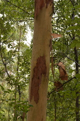 Eucalypteae