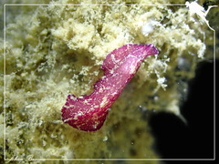 Pseudoceros cruentus