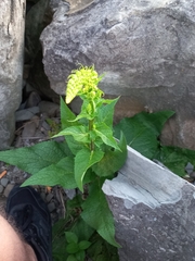 Verbascum nigrum
