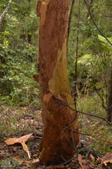 Eucalypteae