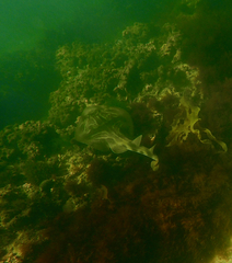 Trygonorrhina dumerilii