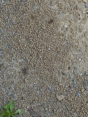 Formica cinerea