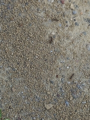 Formica cinerea