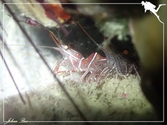 Rhynchocinetes durbanensis