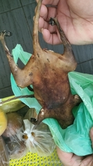 Callosciurus notatus