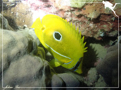 Chaetodon bennetti