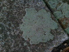 Protoparmeliopsis muralis