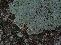 Protoparmeliopsis muralis