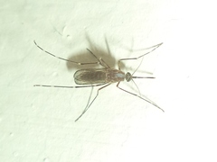 Culex quinquefasciatus