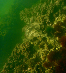 Trygonorrhina dumerilii