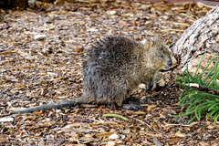 Setonix brachyurus