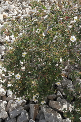 Rosa spinosissima
