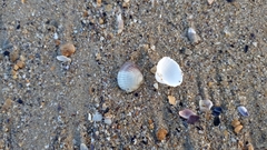 Cerastoderma glaucum