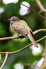 Myiopagis viridicata