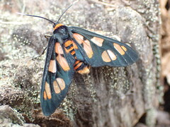 Amata nigriceps