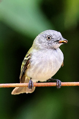 Myiopagis caniceps